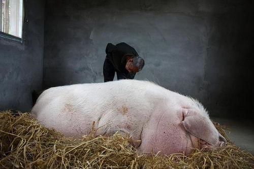 猪球心是哪个明星,揭秘当红明星的爱心故事