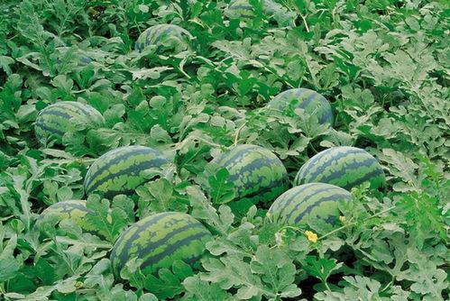 民园广场吃瓜,夏日吃瓜盛地，品味生活百态