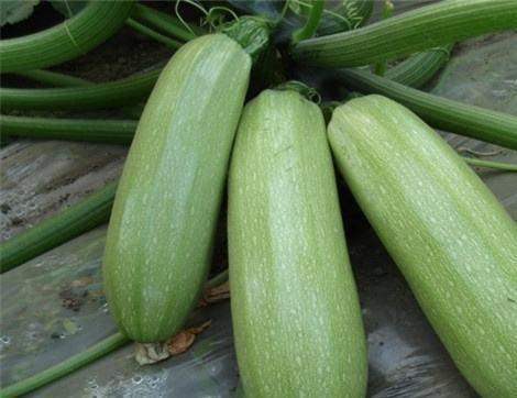 吃烧瓜有什么好处,养生保健的多重益处揭秘