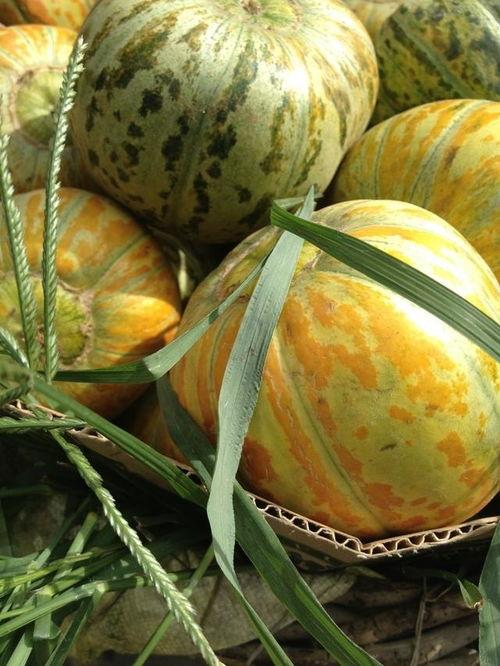 老婆瓜怎么吃,解锁美味新方式