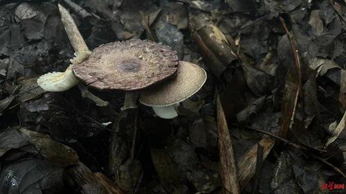 数码吃瓜菌,揭秘科技圈那些鲜为人知的幕后故事